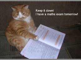 Cool cat